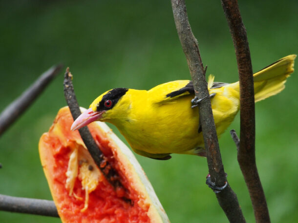 OLYMPUS DIGITAL CAMERA The colours, noise performance and image quality of MILC is comparable to most DSLR available on the market