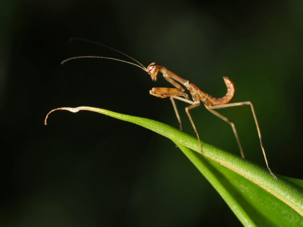 OLYMPUS DIGITAL CAMERA With the right settings, one can insects close up using the MILC, too.