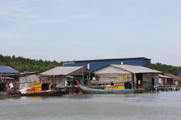 The view of Kuala Sangga as you approach it from the river. The fishing consists of a single row of houses along the river, with a dense mangrove forest right behind them.