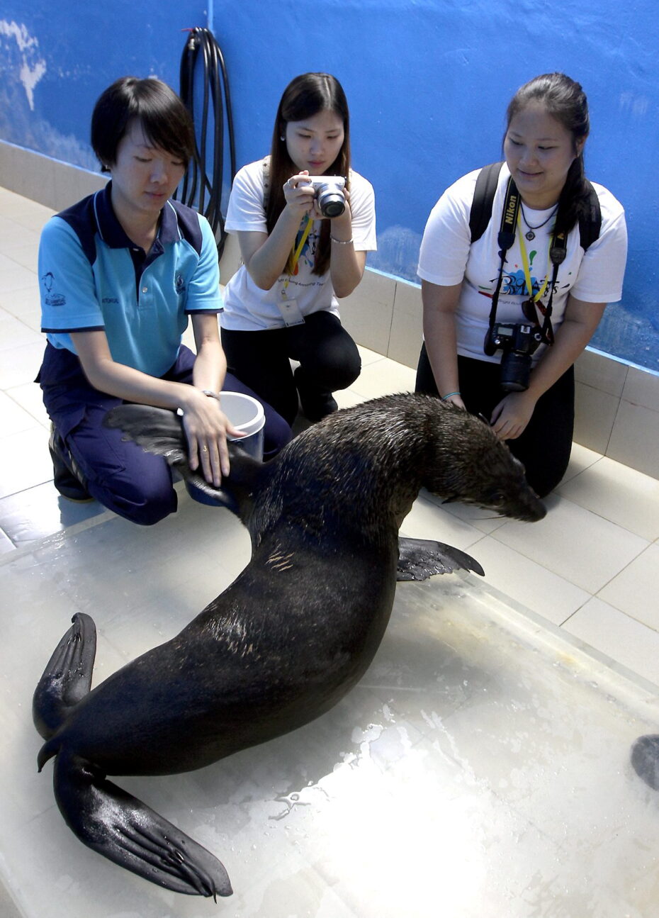 Playing with the very friendly southern fur seals at Underwater world Langkawi