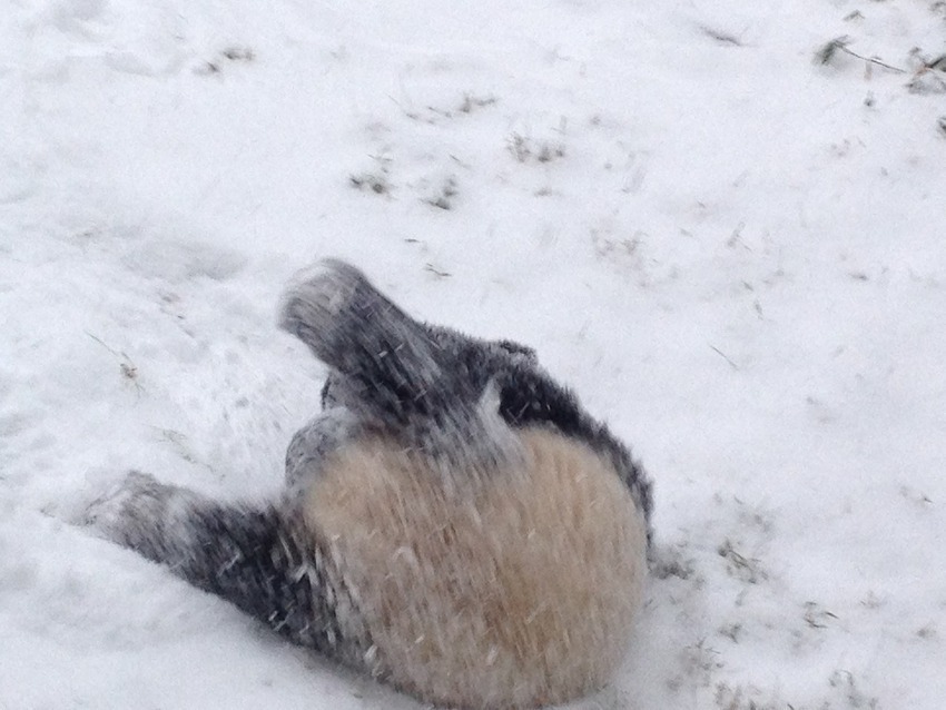 Bao Bao attempts to make a snow angel (we think). Photo from the Smithsonian National Museum.