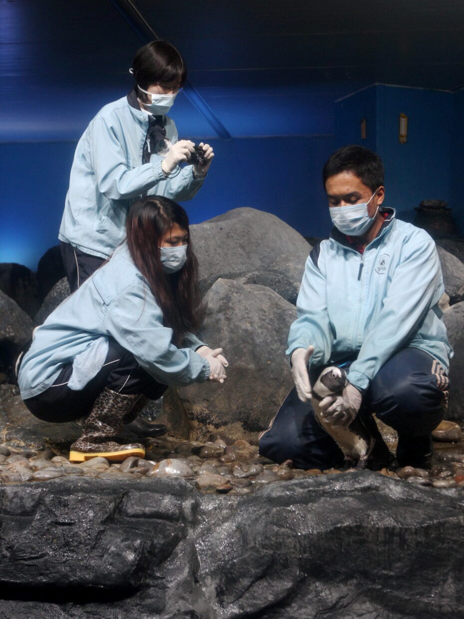 Underwater World Langkawi, Langkawi, African penguin, Penguin, Zoo,