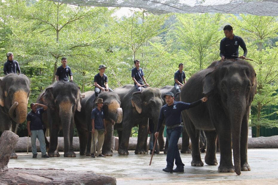 The staff at the Kuala Gandah Elephant Sanctuary will show the BRATs what they do behind the scenes of the amazing facility. Photo: SIMON KHOO