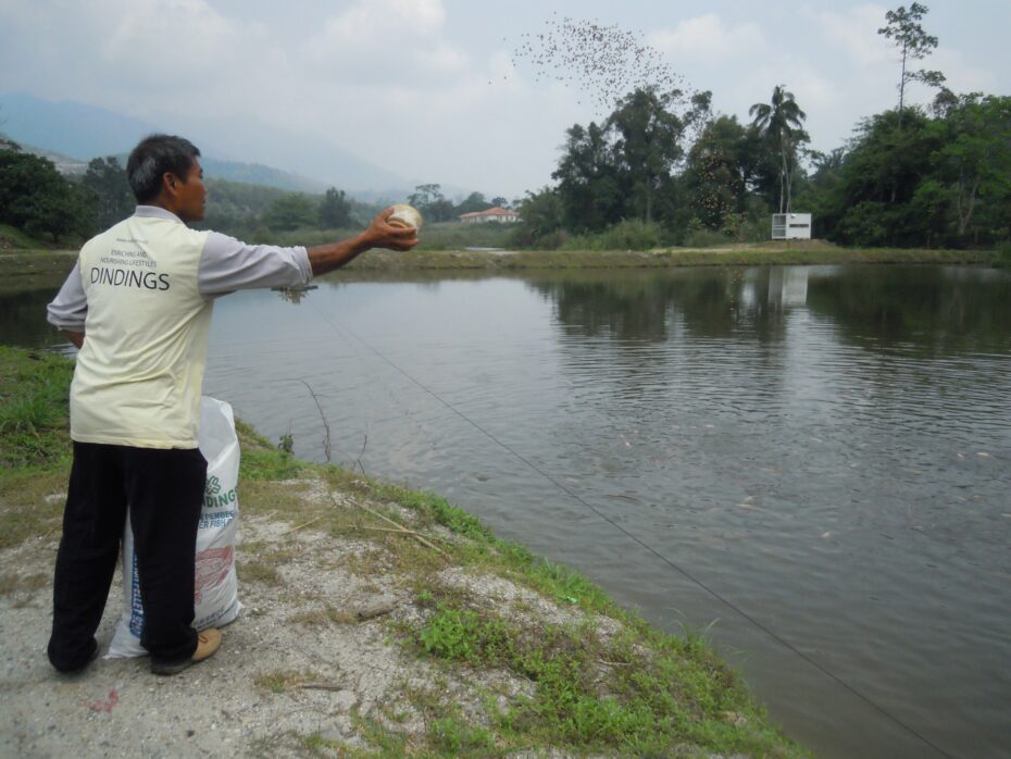 The fish reared on Tee’s farm is only fed with nutrient-rich pellets, which in turn ensures the quality of the food served to guests.