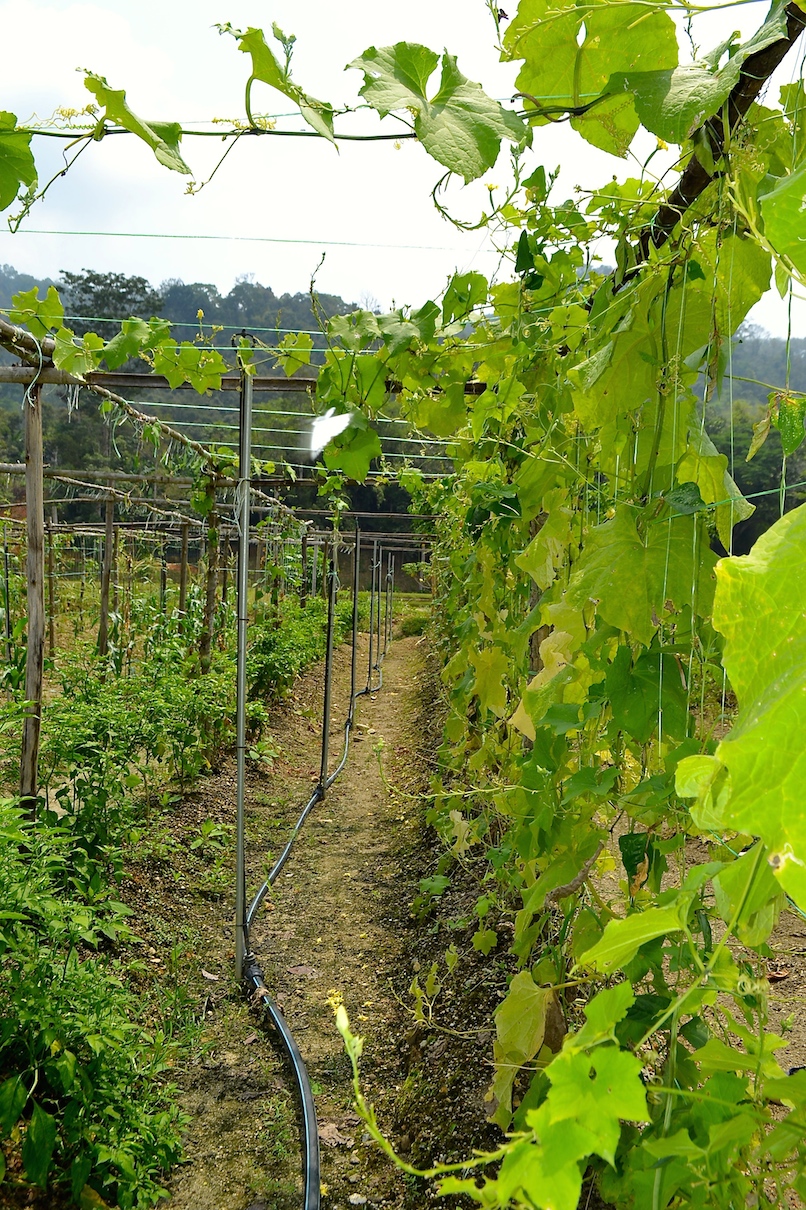 The pesticide-free farm produces good crops due to the use of neem oil.