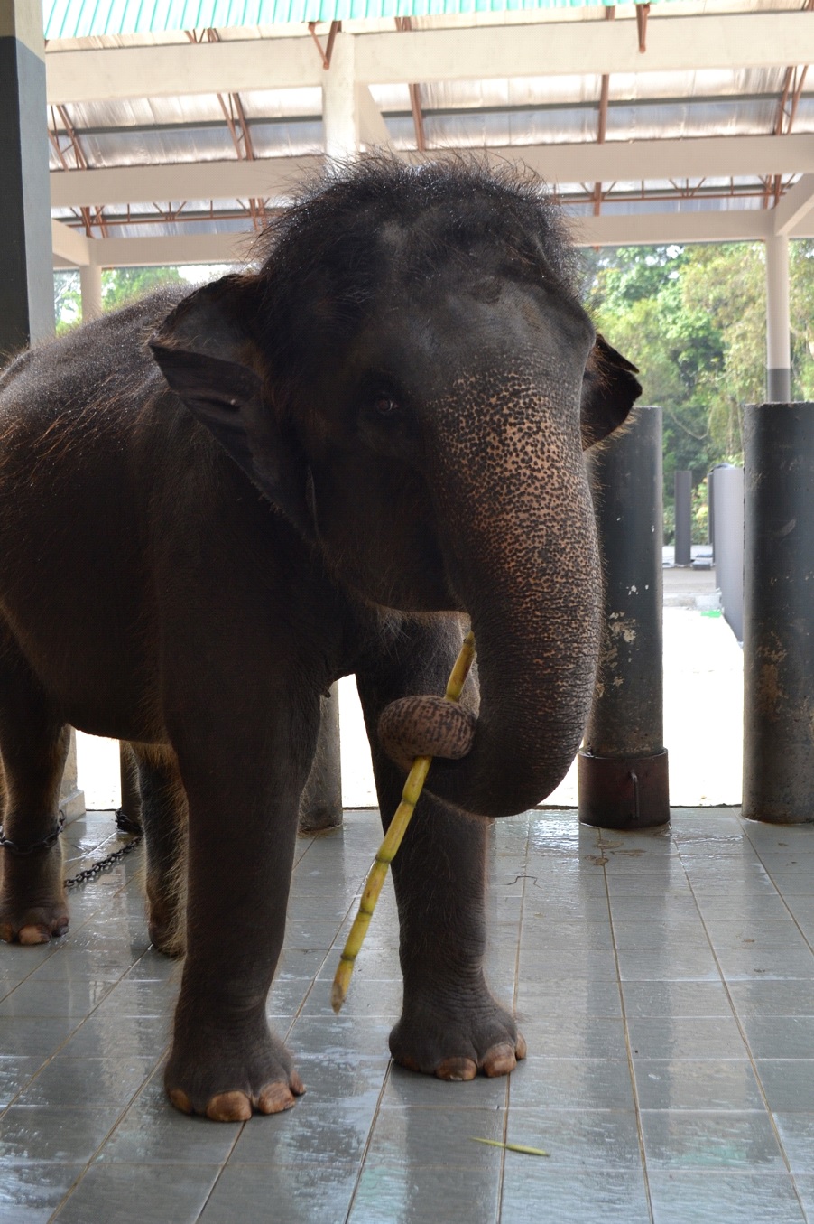 The elephants receiving their brunch from the BRATs, which was three sticks of sugarcane each.
