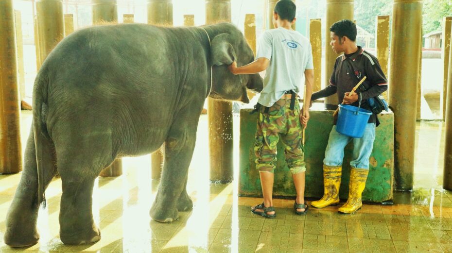 The baby elephants at the National Elephant Conservation Centre in Kuala Gandah have to be handled firmly but lovingly.