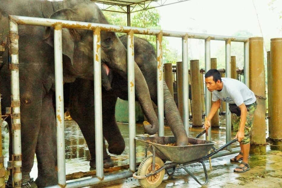 The bond between keeper and elephant gets so strong that keepers can gauge the jumbos' moods.