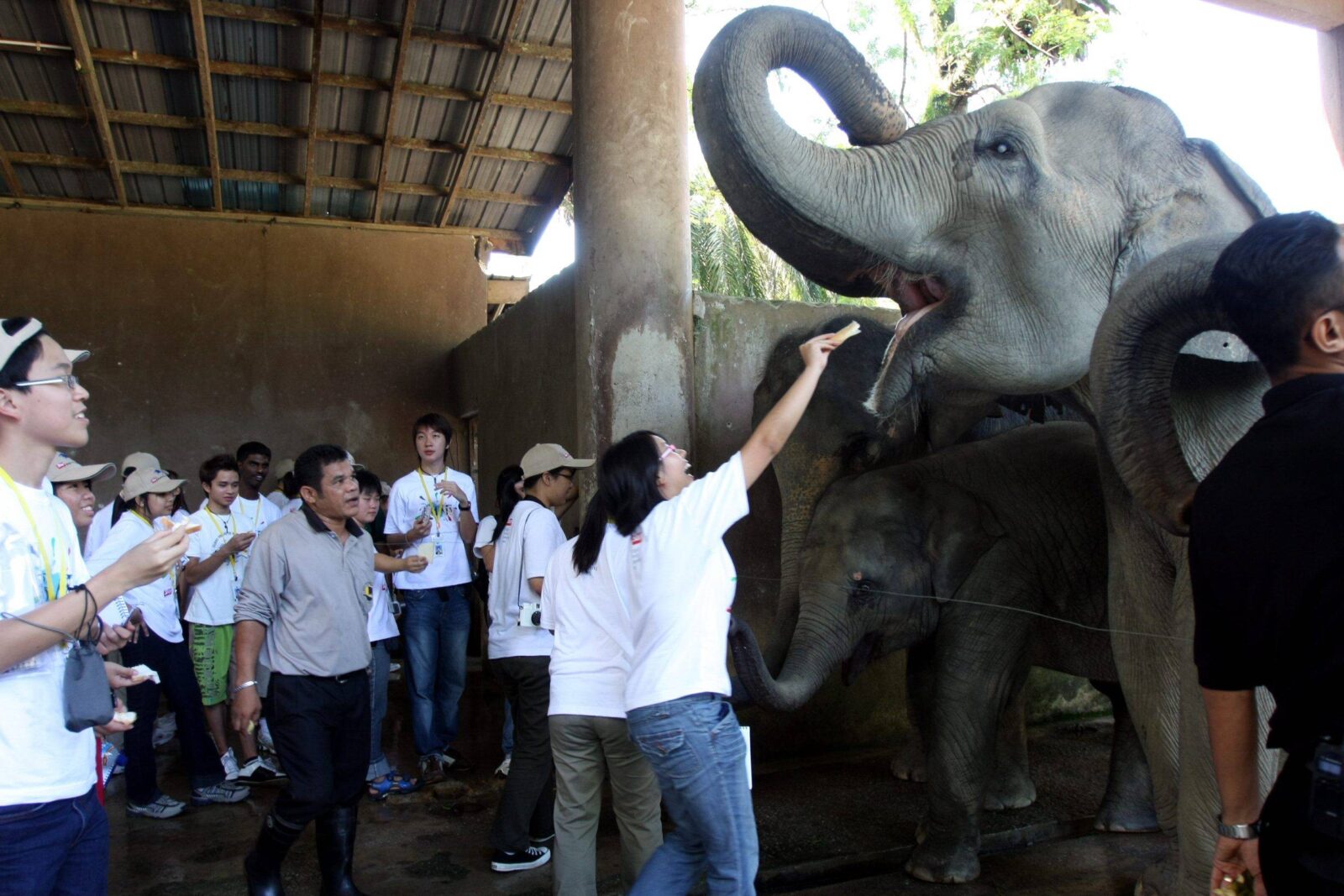 The BRATs helped feed the elephants their brunch, which was three sticks of sugarcane each. SAMUEL ONG / THE STAR