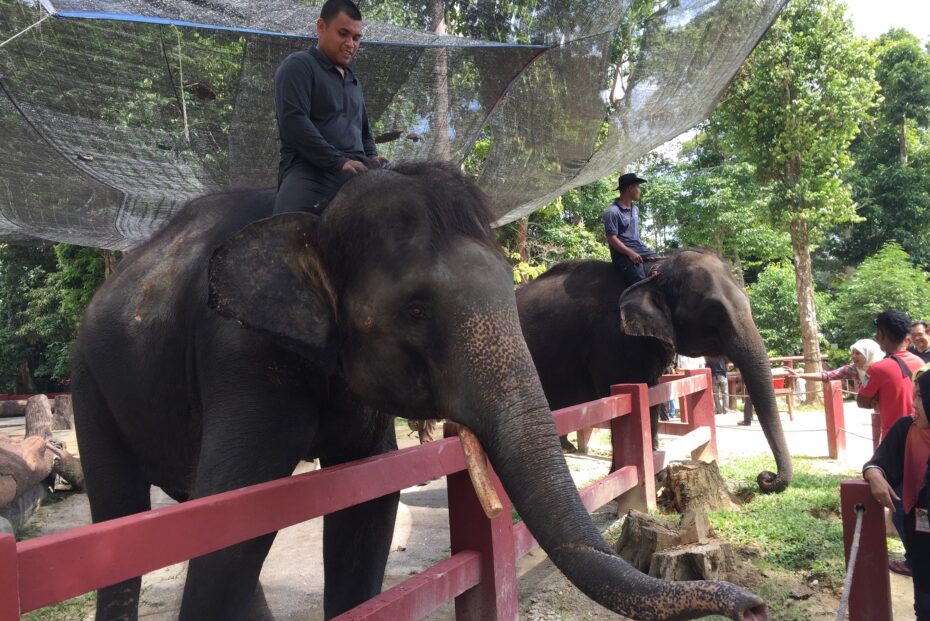 Participants at BRATs Raub visiting the amazing Kuala Gandah elephant sanctuary.