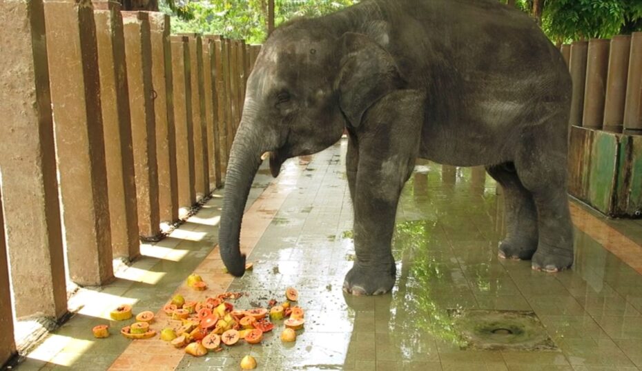 The elephants at the sanctuary were a favourite highlight of many of the BRATs’ videos, and given how adorable these mammoth creatures are, it’s not hard to see why.