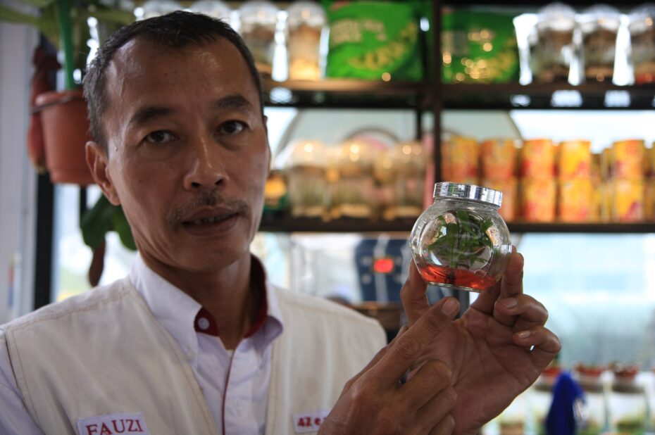 Tissue culture is one of the methods used to cultivate pitcher plants, as shown here by Mohd Fauzi.