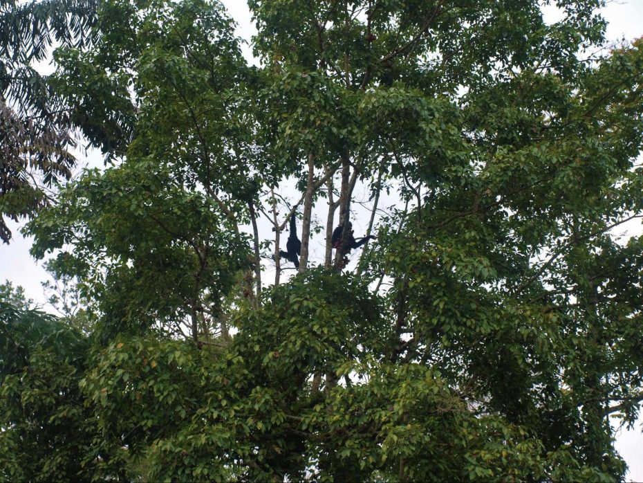 The siamangs, Romeo and Juliet eating on a fig tree.