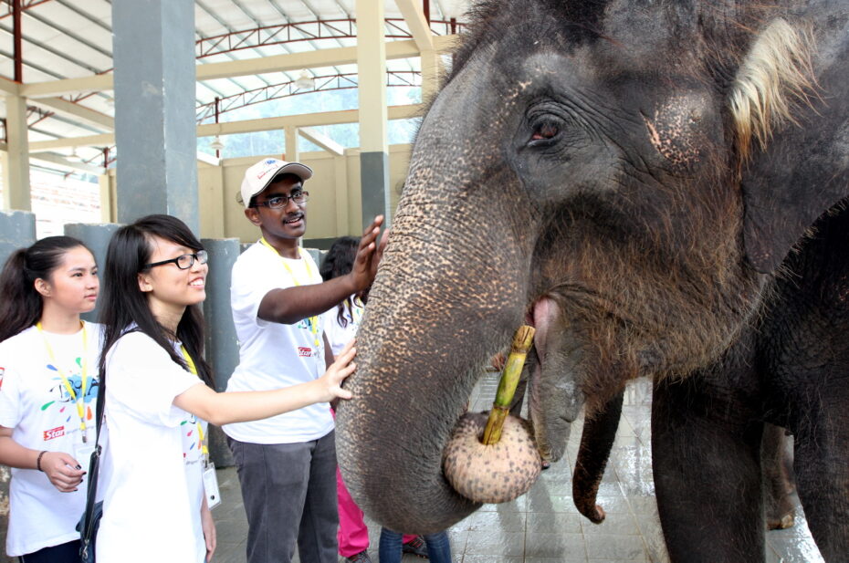 The BRATs helped feed the elephants their brunch, which was three sticks of sugarcane each.